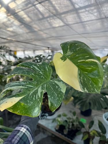 観葉植物 希少 斑」の人気商品一覧 | 安い商品を通販サイトから探す